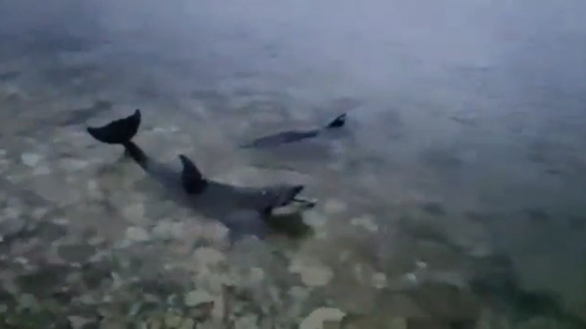 Na Krymu uhynuli delfíni, které majitel vyhodil do moře. Odsoudil je k smrti, tvrdí ochránci zvířat